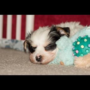 Meet your Posher, Amy